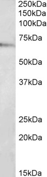 TRAF3IP2 Antibody