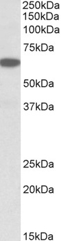 Zfp157 Antibody