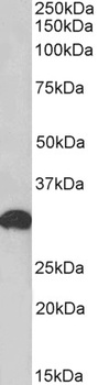 Dvl1 Antibody