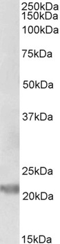 POU6F1 Antibody