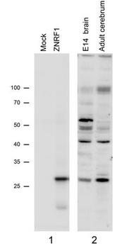 POU6F1 Antibody