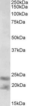 PLA2G4C Antibody