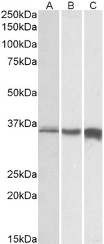 CAPN1 Antibody