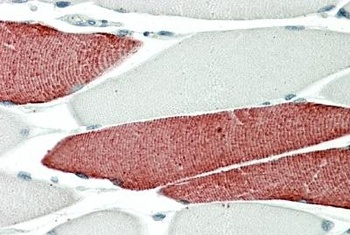 CAPN1 Antibody