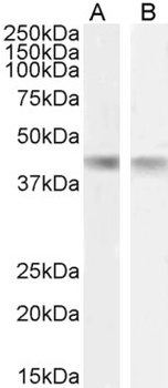 CAPN1 Antibody