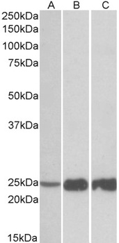 CAPN1 Antibody