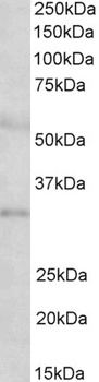 SPINT2 Antibody