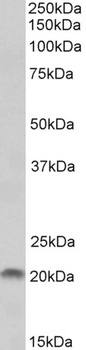CP110 Antibody