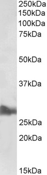 Stomatin Antibody