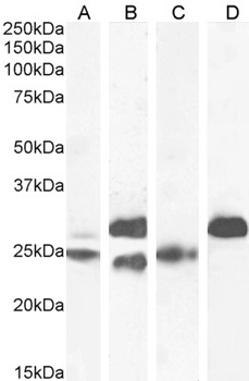 RFX5 Antibody