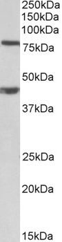 IGFBP1 Antibody