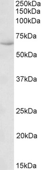 EAAT1/GLAST1 Antibody