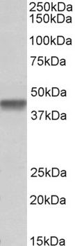 PTCD2 Antibody