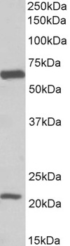 PTCD2 Antibody