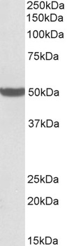 MIA/CD-RAP Antibody