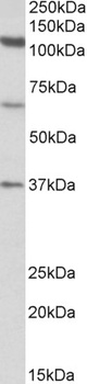 DUSP6/MKP3 Antibody