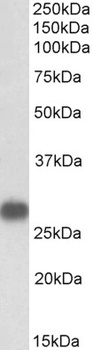 DUSP6/MKP3 Antibody