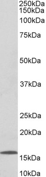 AP2A1 Antibody