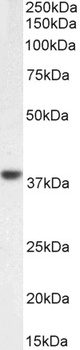 AP2A1 Antibody