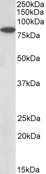 CCL21 Antibody