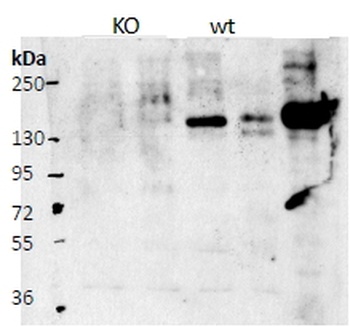 SLC26A6 Antibody