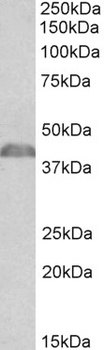 OSMR Antibody