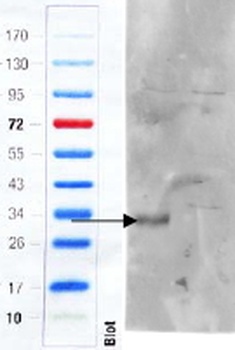 Fgf14 Antibody