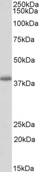 Dnajc5 Antibody
