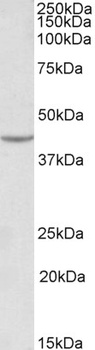 calbindin D28 Antibody