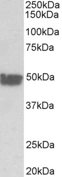 ICAM1 Antibody