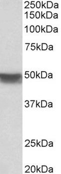 ICAM1 Antibody