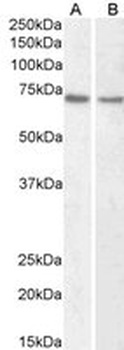 Lamin B1 Antibody