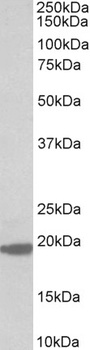 Lamin B1 Antibody