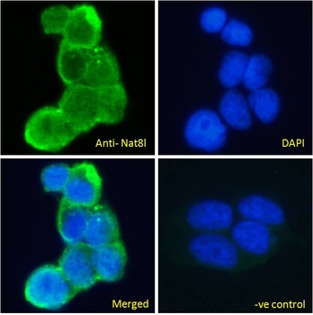 PCNA Antibody