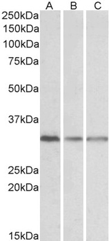 POU2AF1 Antibody