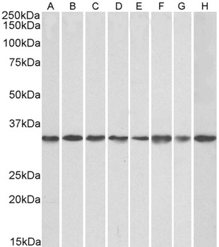 POU2AF1 Antibody