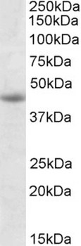 NIPBL Antibody