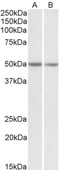 NIPBL Antibody