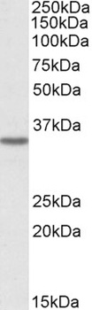 CHRNA7 Antibody