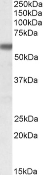 GPI / Neuroleukin Antibody