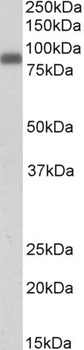 YAP1 Antibody
