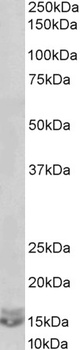 KEO4/ERLIN1 Antibody