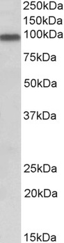 APPL / DIP13alpha Antibody