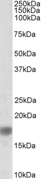 SNCA Antibody