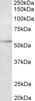 CD34 Antibody