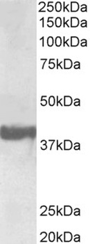 CD34 Antibody