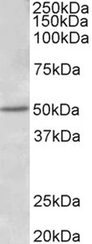 Dcx Antibody