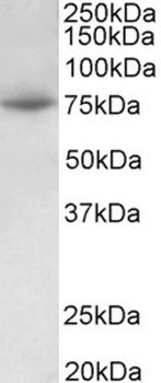 Dcx Antibody