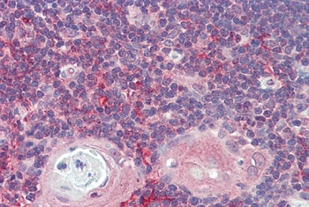 Nsg1 Antibody