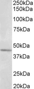 ARF4 Antibody